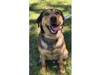 Adopt Marshall a Hound (Unknown Type) / Mixed Breed (Medium) / Mixed dog in Fort