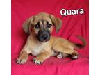 Adopt Quara a Tan/Yellow/Fawn - with Black German Shepherd Dog / Labrador