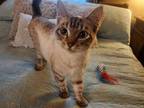 Adopt Wonton a Siamese / Mixed cat in San Antonio, TX (41458483)
