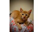 Adopt Stuart Little a Orange or Red Domestic Mediumhair / Mixed cat in San