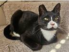 Adopt Chip a Black & White or Tuxedo Domestic Shorthair / Mixed cat in Salt Lake