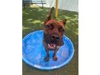 Adopt Claude a Presa Canario / Mixed dog in Fort Myers, FL (41467655)