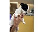 Adopt Frito a Jack Russell Terrier / Mixed Breed (Medium) / Mixed dog in Fort