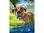 Adopt Benson a Boxer / Mixed Breed (Medium) / Mixed dog in Fort Myers