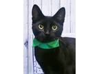 Adopt Beck a Domestic Shorthair / Mixed (short coat) cat in Roanoke