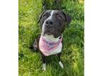 Adopt Catalina a Brindle - with White American Staffordshire Terrier / Mixed dog
