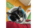 Adopt Origami a Domestic Shorthair / Mixed (short coat) cat in Dearborn