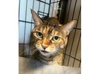 Adopt Yoshi - in foster a Domestic Shorthair / Mixed (short coat) cat in