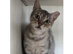 Adopt Sushi a Domestic Shorthair / Mixed (short coat) cat in Windsor