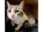 Adopt Pig Pen a Domestic Shorthair / Mixed (short coat) cat in Windsor