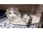 Adopt Chase a Domestic Shorthair / Mixed (short coat) cat in Windsor