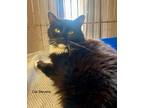 Adopt Cat Stevens a Domestic Shorthair / Mixed (long coat) cat in Windsor