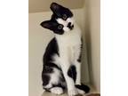 Adopt 2024-43 Ditto a Domestic Shorthair / Mixed (short coat) cat in Windsor