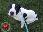 Adopt Beckett Yrly 157 a Labrador Retriever / Mixed dog in Sidney, OH (41438425)