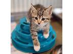 Adopt Wild Bill a Domestic Shorthair / Mixed (short coat) cat in Hoover