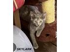 Adopt Skylark a Domestic Shorthair / Mixed (short coat) cat in Hoover