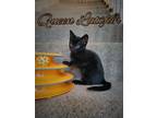 Adopt Queen Latifa a Domestic Shorthair / Mixed (short coat) cat in Hoover