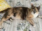 Adopt Mollie a Domestic Mediumhair / Mixed (short coat) cat in Hoover