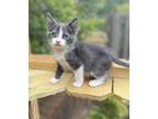 Adopt Minnow a Domestic Shorthair / Mixed (short coat) cat in Hoover