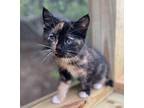 Adopt May a Domestic Shorthair / Mixed (short coat) cat in Hoover, AL (41467690)