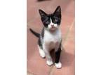 Adopt Marley a Domestic Shorthair / Mixed (short coat) cat in Hoover