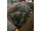 Adopt Hornet a Domestic Shorthair / Mixed (short coat) cat in Hoover