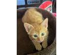 Adopt Gremlin a Domestic Shorthair / Mixed (short coat) cat in Hoover