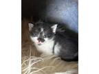 Adopt Gia a Domestic Shorthair / Mixed (short coat) cat in Hoover, AL (41449906)