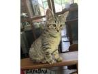Adopt Catalina a Domestic Shorthair / Mixed (short coat) cat in Hoover