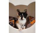 Adopt Calamity Jane a Domestic Shorthair / Mixed (short coat) cat in Hoover