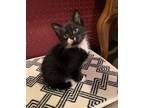Adopt Bonsai a Domestic Shorthair / Mixed (short coat) cat in Hoover