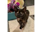 Adopt BonBon a Domestic Shorthair / Mixed (short coat) cat in Hoover