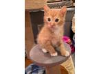 Adopt BoBo a Domestic Shorthair / Mixed (short coat) cat in Hoover