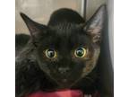 Adopt Manny a Domestic Shorthair / Mixed (short coat) cat in Cottonwood
