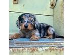 Dachshund Puppy for sale in Clarita, OK, USA