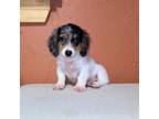 Dachshund Puppy for sale in Clarita, OK, USA