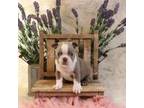 Boston Terrier Puppy for sale in Tome, NM, USA