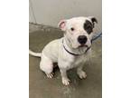 Adopt KRIS a White American Pit Bull Terrier / Mixed dog in Rosenberg