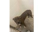 Adopt BERRY a Brindle American Pit Bull Terrier / Mixed dog in Rosenberg