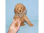 Poodle (Toy) Puppy for sale in Warrensburg, MO, USA