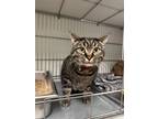 Adopt Walter a Domestic Shorthair / Mixed (short coat) cat in Rock Springs