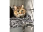 Adopt Ivy a Domestic Shorthair / Mixed (short coat) cat in Rock Springs