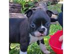 Boston Terrier Puppy for sale in Brooksville, FL, USA