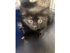 Adopt Margo a Domestic Mediumhair / Mixed (short coat) cat in Rock Springs