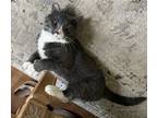 Adopt Dana a Gray or Blue (Mostly) Domestic Shorthair (short coat) cat in