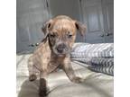 American Pit Bull Terrier Puppy for sale in Martinsburg, WV, USA