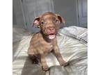 American Pit Bull Terrier Puppy for sale in Martinsburg, WV, USA