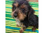 Yorkshire Terrier Puppy for sale in Baton Rouge, LA, USA
