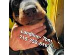 Rottweiler Puppy for sale in Shawano, WI, USA
