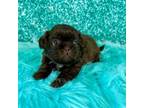 Shih Tzu Puppy for sale in Newcomerstown, OH, USA